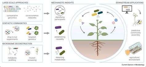 Review Resolving Metabolic Interaction Mechanisms In Plant Microbiomes