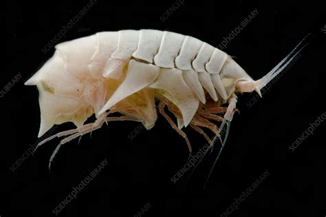 Amphipod - Stock Image - C050/4989 - Science Photo Library