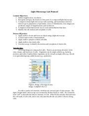 Light Microscopy Lab Protocol Docx Light Microscopy Lab Protocol