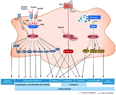 A Summary Of The Gsk3αβ Signaling Pathways In Macrophage Functions And