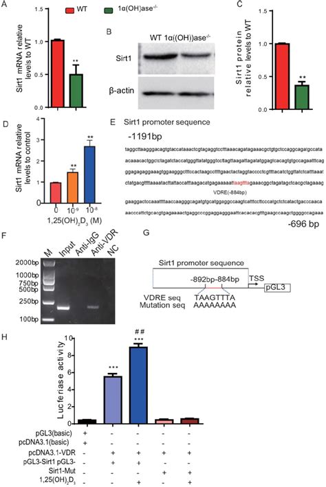 Oh D Up Regulates Sirt Expression Through Vdr Mediated