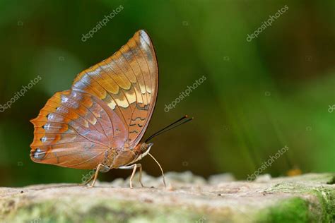 Charaxes Bernardus Heirax Mariposa N Tawny Rajah Sorbiendo N Ctar