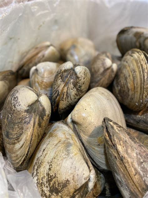 Live Surf Clams – Pacific Fresh