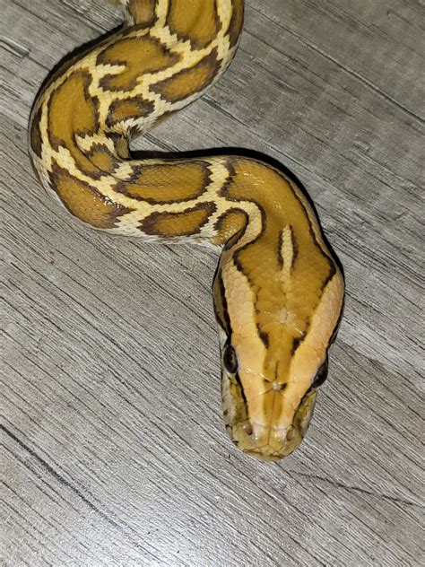 Gulf Coast Caramel Burmese Python By Aquatic Oaks Creatures