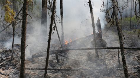 Wildfires In Russia Climate Change Is Worsening Blaze Scientist Says