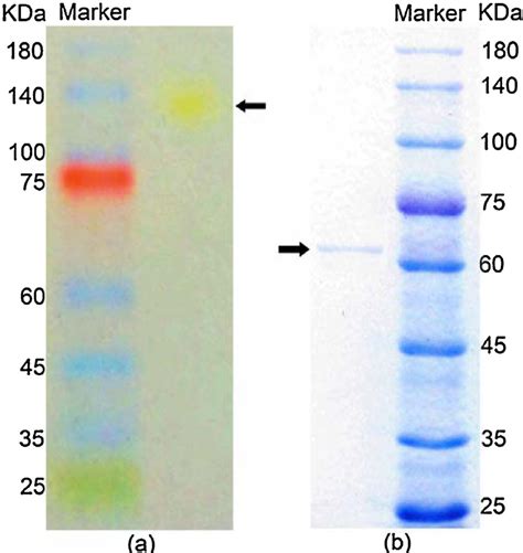 SDS PAGE And Native PAGE Analysis Of Purified Chitinase A Chitinase