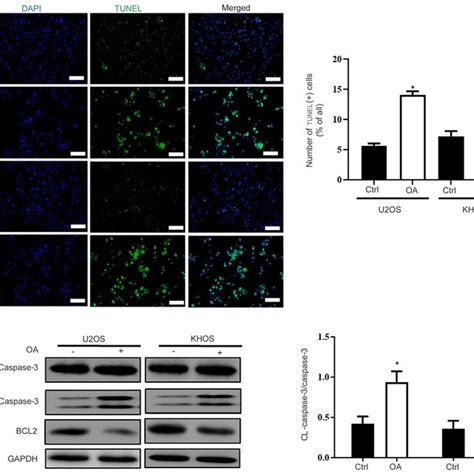 Oa Treatment Enhances Osteosarcoma Cell Apoptosis A Cell Apoptosis