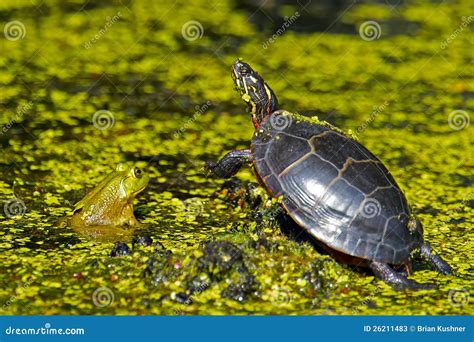 Frog and Turtle stock image. Image of frog, motion, herbivorous - 26211483