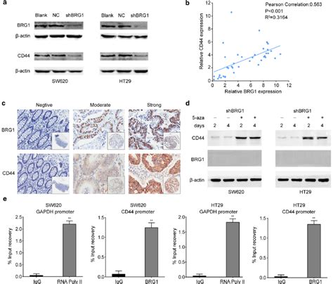 Brg1 Enhanced The Expression Of Cd44 By Promoting Cd44 Demethylation In