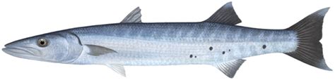 Barracuda Western Australian Recreational Fishing Rules