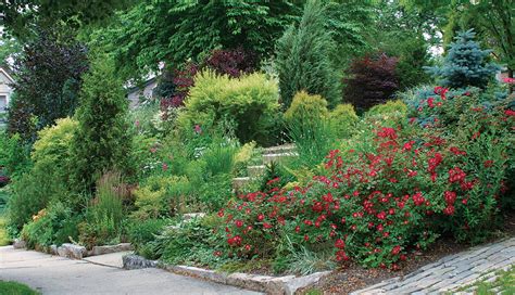 Designing With Dwarf Conifers - Fine Gardening