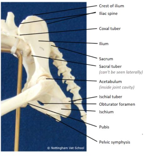 Week Hindlimb Flashcards Quizlet