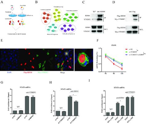 RBM4 Promoting STAT1 MRNA Decoy Depends On Interacting With YTHDF2 A