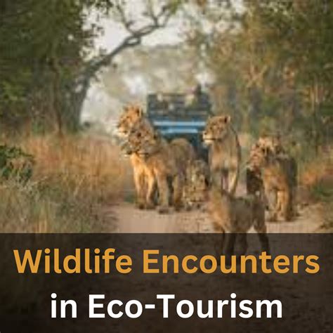 Wildlife Encounters In Eco Tourism Looklify