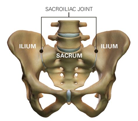 Sacral Torsion - Linda K Sienkiewicz