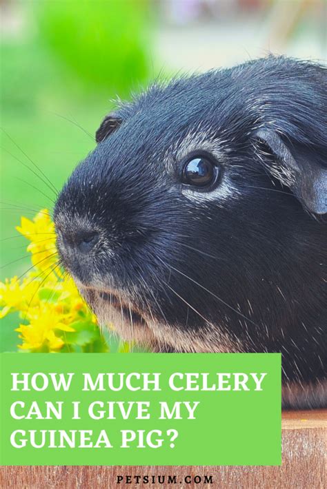 Can Guinea Pigs Eat Celery Is Celery Safe For Guinea Pigs Guinea