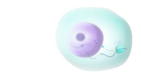 Nucleolus