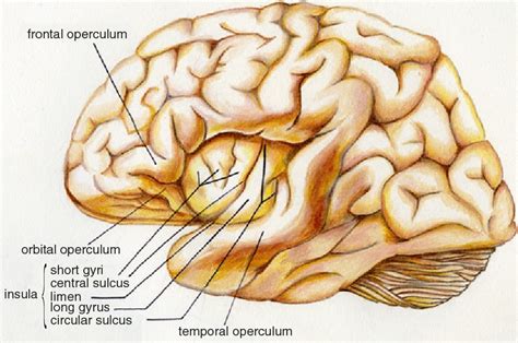 Figure 17 1 From Island Of Reil Insula In The Human Brain Semantic