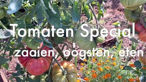 Ini S Moestuin Tomaten Special Zaaien Opkweken Verzorgen