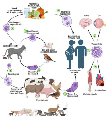 Fichas De Aprendizaje T Toxoplasma Quizlet