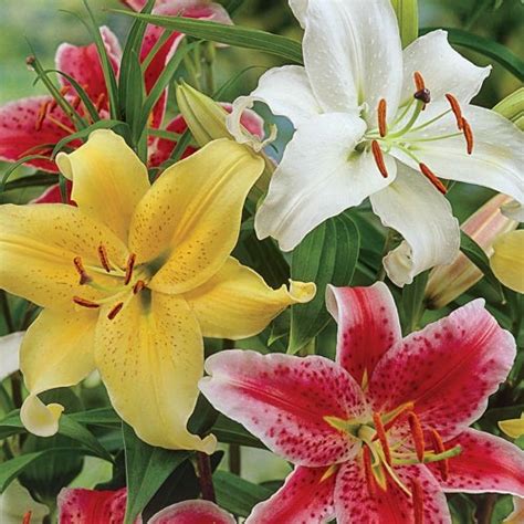 Stargazer Lilies Mixed | K. van Bourgondien