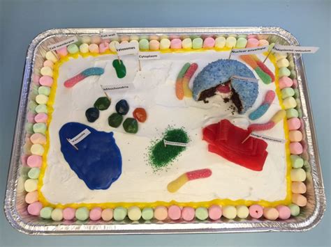 How to Make an Edible Plant Cell Project for School