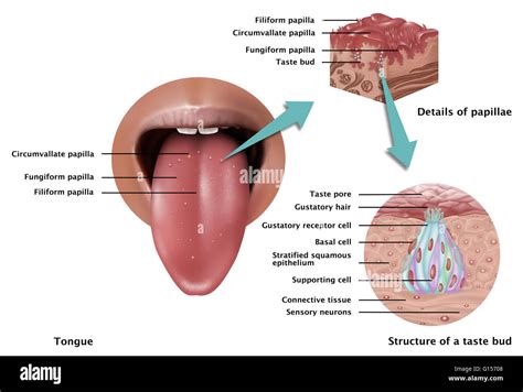 Gustatory papillae Cut Out Stock Images & Pictures - Alamy