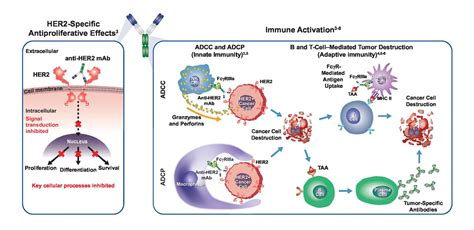 Role Of Fcγ Receptors In Her2 Targeted Breast Cancer Therapy Journal