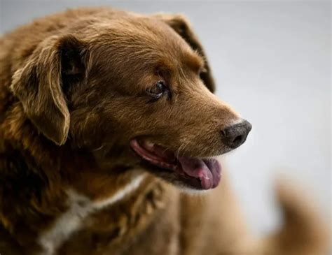 Bobi sospeso il Guinness come cane più vecchio del mondo Trash Italiano