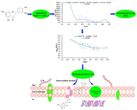 Diagrammatic Presentation For The Lipophilicity The Antibacterial