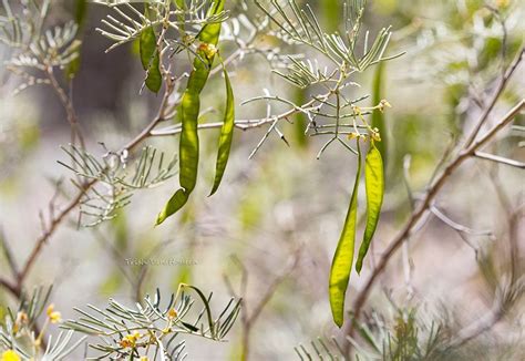 Types Of Tree Seed Pods Identification Guide With Pictures