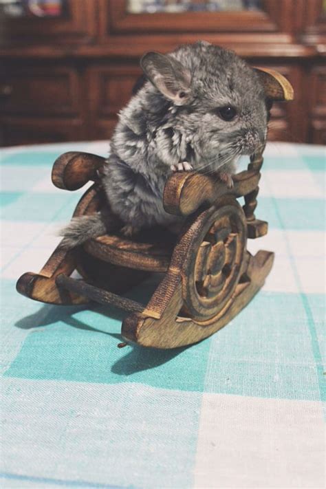 30 Baby Chinchilla Pictures That Will Simply Destroy You With Cuteness