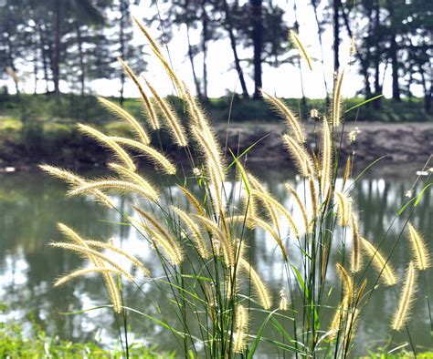 Thai Grasses Phopl Flickr