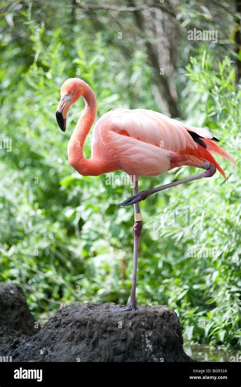 Flamingo Feet Hi Res Stock Photography And Images Alamy