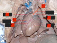 Fetal Pig Thoracic Cavity Heart Stuff Picture Identification Quiz