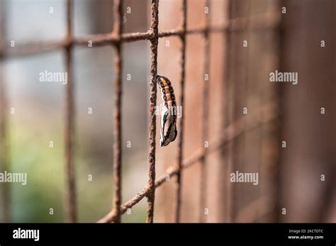 A Tawny Coster Acraea Terpsicore Butterfly Caterpillar Has Been