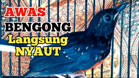 Pancingan Murai Batu Trotol Gacor Murai Batu Pastol Ngeplong Full Isian