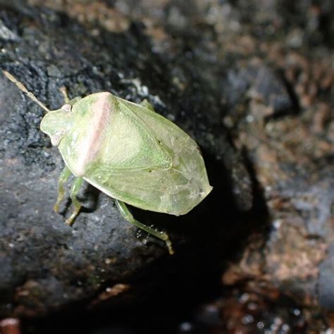 Specimen of Piezodorus teretipes Stål 1865 Puertito de Güímar