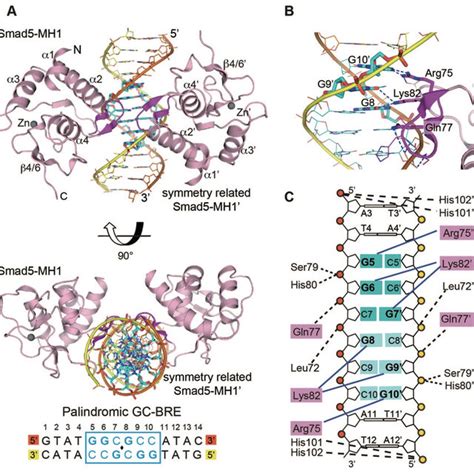 Schematic illustration of sequencing with the Maxam Gilbert method ...