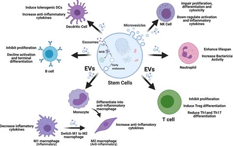 Frontiers Clinical Translational Potentials Of Stem Cell Derived Extracellular Vesicles In