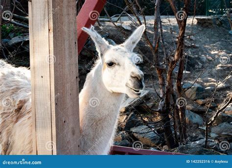 Lama genus stock photo. Image of continent, alpacas - 142252316