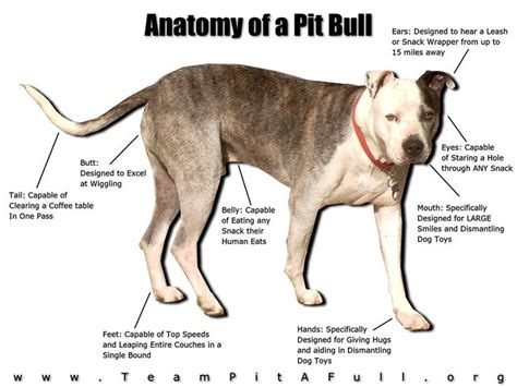 Anatomy Of A Pit Bull Pit Bulls