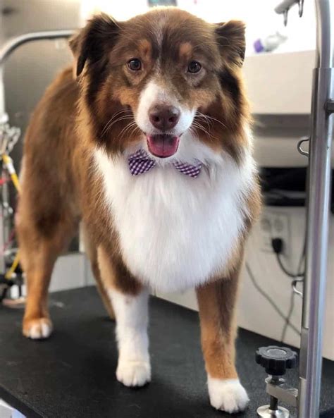 Cut Australian Shepherd Hair Caleyemery