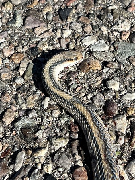 Western Patch Nosed Snake From Whetstone Ranch Rd Benson Az Us On