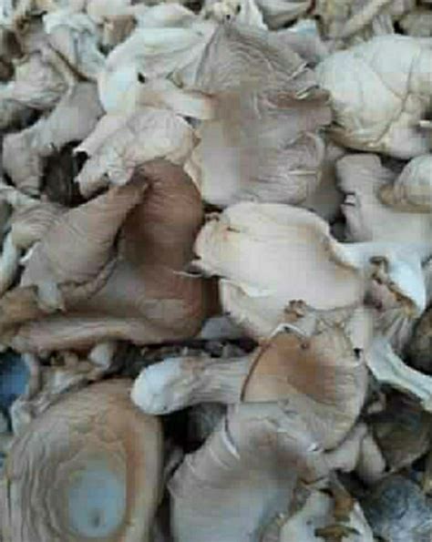 Dry Oyster Mushroom Packaging Plastic Bag Or Polythene Bag At