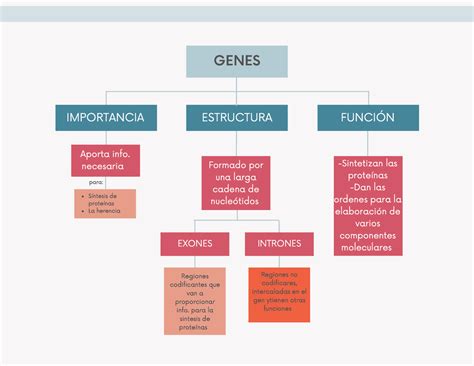 Mapa Conceptual De Los Genes Sima Porn Sex Picture