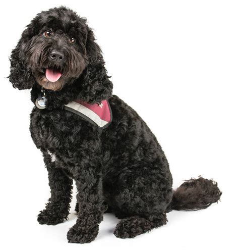 Cockapoo - Dog Breed Guide