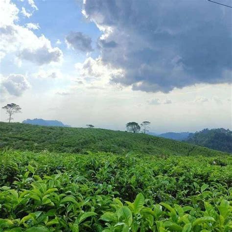 Kebun Teh Kemuning Karanganyar Harga Tiket Masuk Dan Daya Tarik