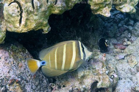 Sailfin Tang Zebrasoma Veliferum Dsc Kris Bruland