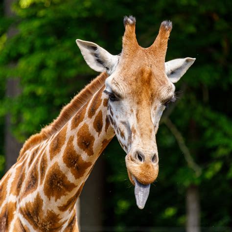 Cor Da Lingua Da Girafa - Qual A Cor Da Lingua Da Girafa - FDPLEARN